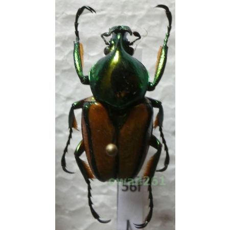 Phaedimus zebuanus kachikun Nagai, 1998 male Philippines56f